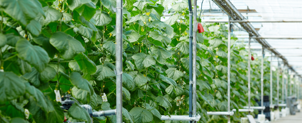 Horta vertical. O que não te contaram!