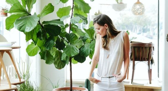 Verde dentro de casa