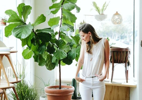 Verde dentro de casa