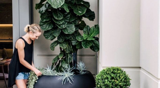 Plantas Altas para Ambientes Internos