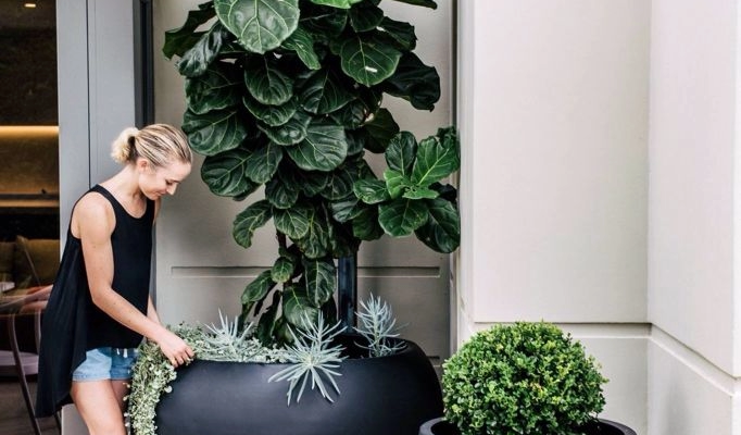 Plantas Altas para Ambientes Internos