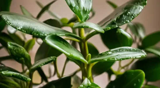 Plantas Jade em vasinho