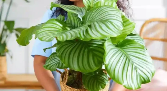 plantas altas na decoração