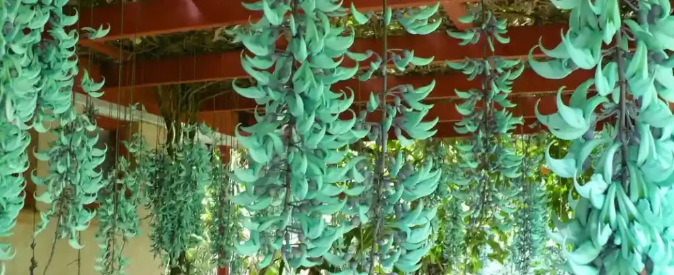 trepadeira jade azul