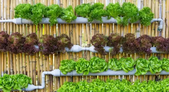 Jardim Vertical - DIY