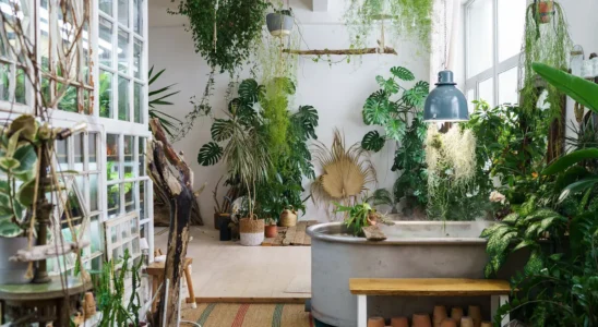 Jardim de Inverno em sala