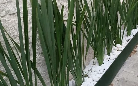 Canteiro de muro com moreia e pedras brancas