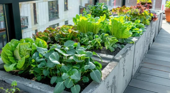 horta em apartamento