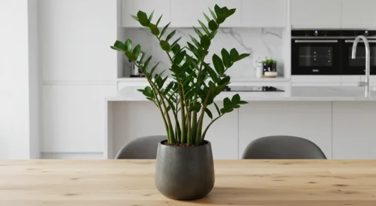 Zamioculca: A Planta para Atrair Abundância no Ano Novo