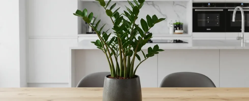 Zamioculca pequena em cozinha