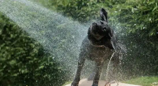 Calor em Alta: Veja como melhorar a casa para os pets!
